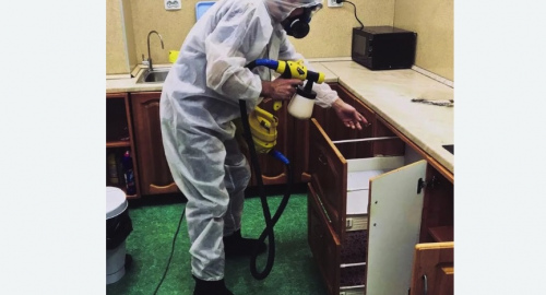 Уничтожение насекомых в квартире. Дубовка