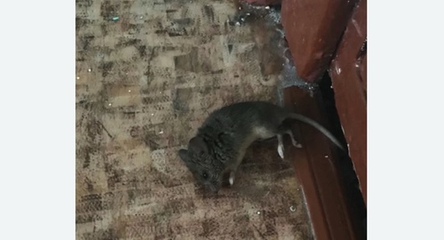 Дезинфекция от мышей в Дубовке