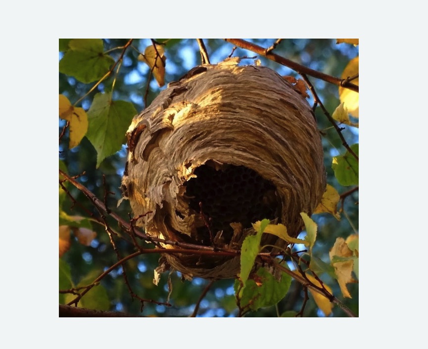 Обработка от шершней в Дубовке