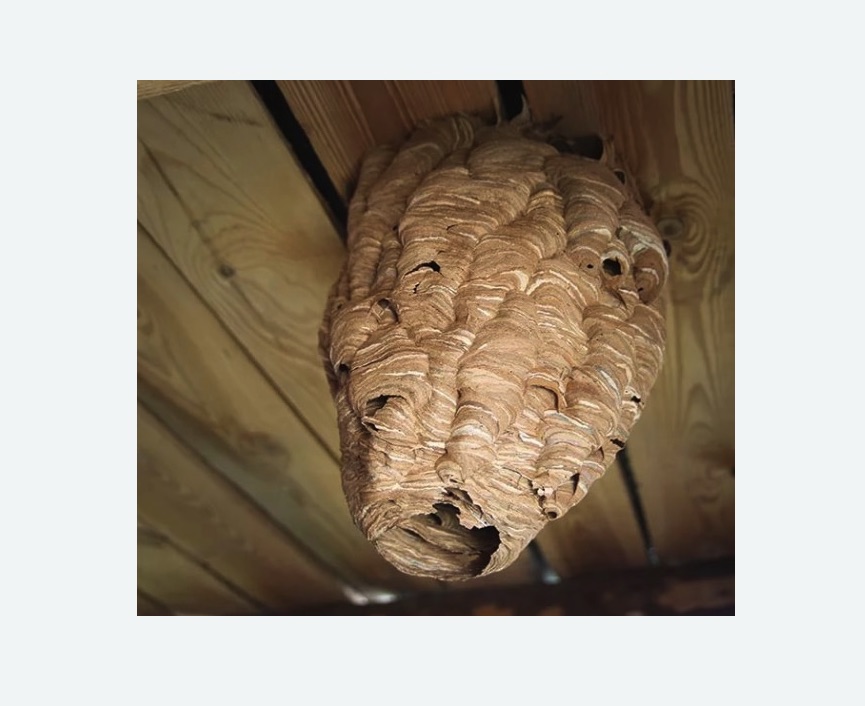 обработка от шершней в Дубовке