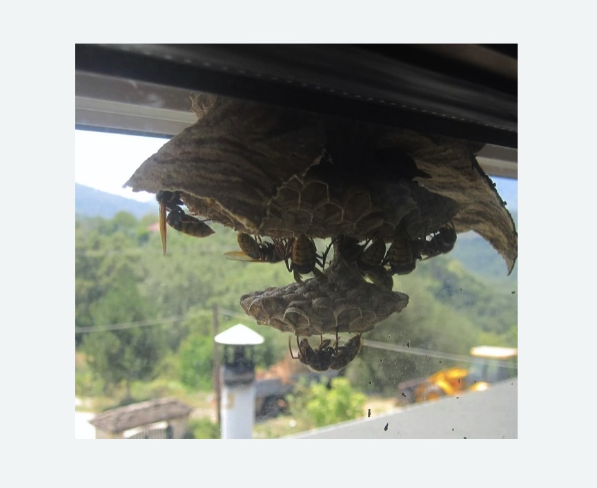 Уничтожение гнёзд шершней в Дубовке