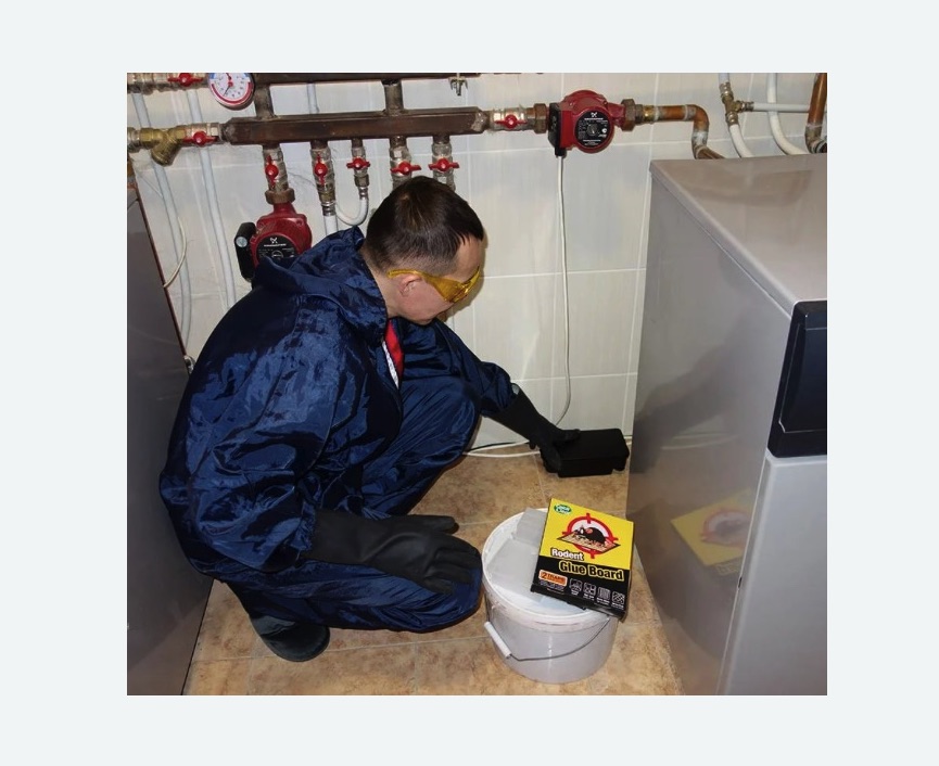 Уничтожение крыс в Дубовке