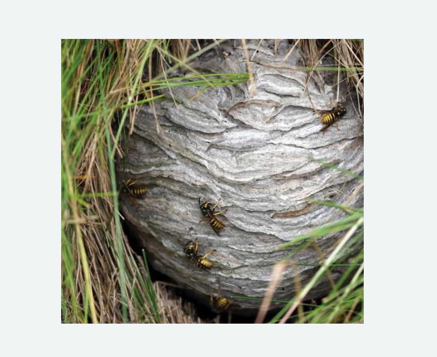 Уничтожение ос и ульев в Дубовке